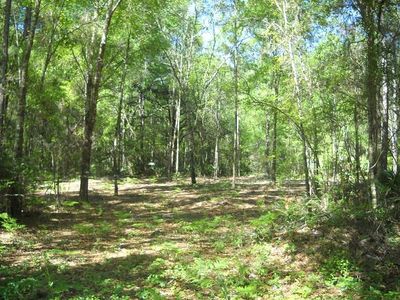Lot 211 NE 829th St, Old Town, FL, 32680