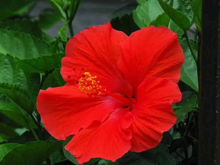 Mandarin Lanai — Photo 30