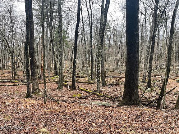 2nd image of Witch Hazel Ln
