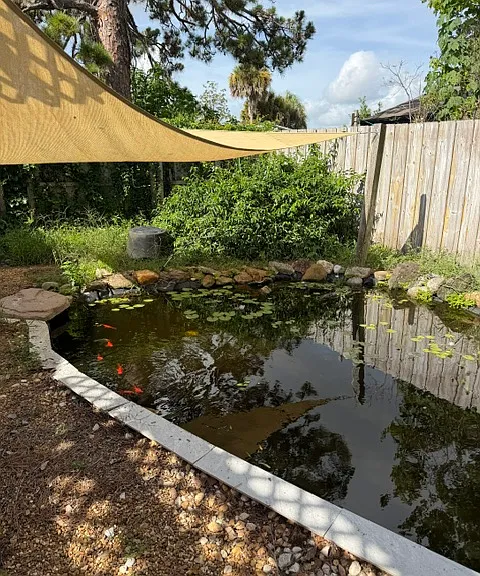 The triangular shade sail provides shelter from the sun and helps prevent predators.
There are water lilies in the pond, which are beautiful when they are in bloom.