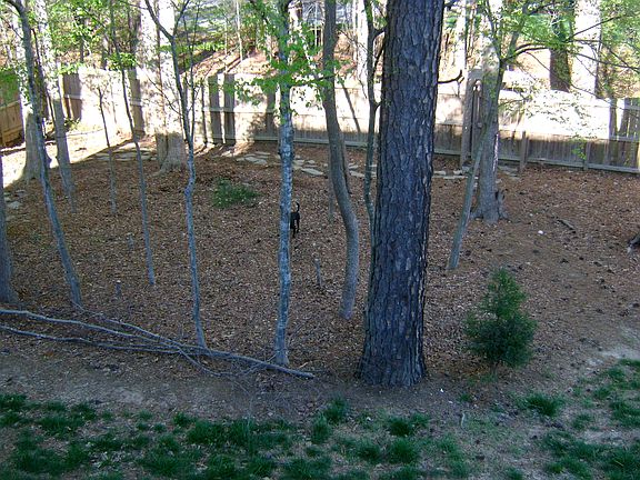 Screened in Back Yard