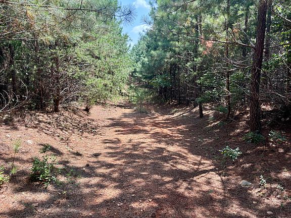 Trail Through The Loblolly