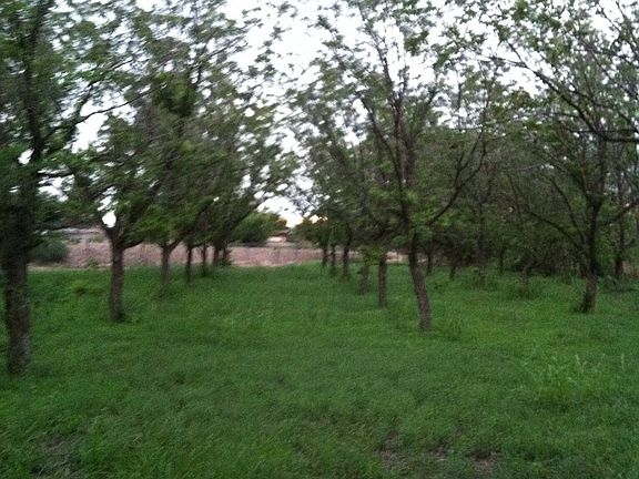 Pecan trees 