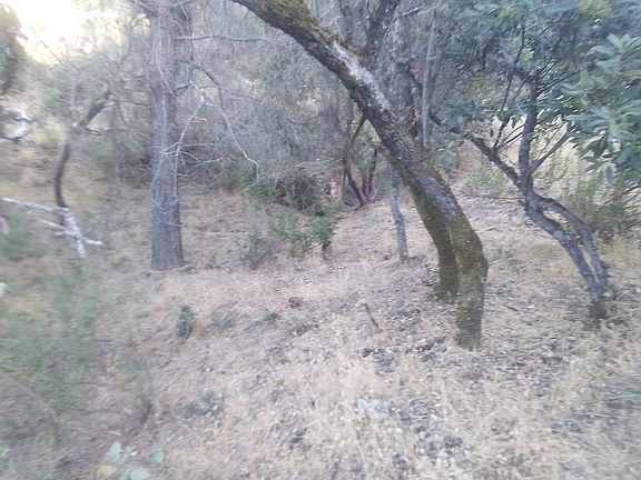 You choose which trees stay.