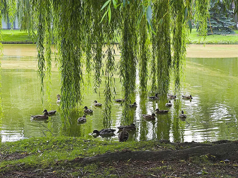 Duck Pond