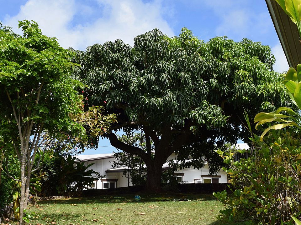 2 Mango trees in the backyard