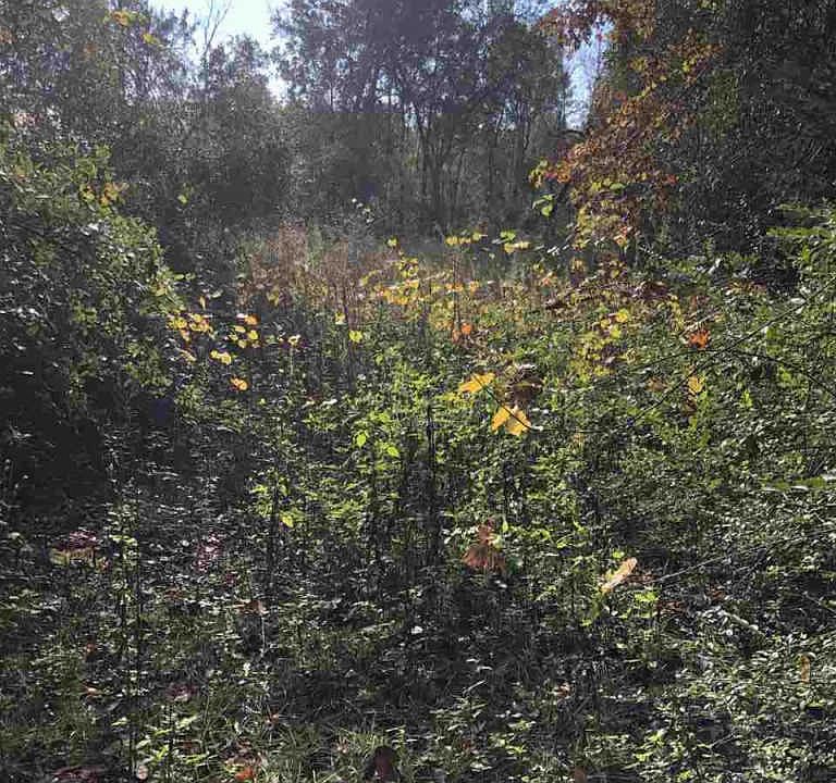 2nd image of 462 Selman Rd