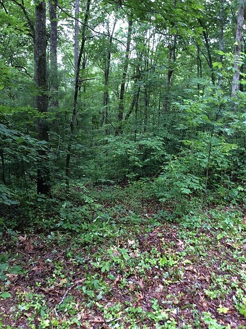 1st image of 805 Whispering Pine Trl