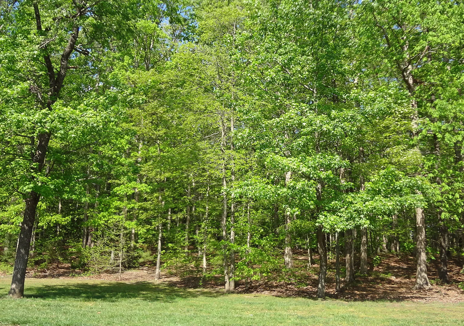 2 bed, 980 sqft, $1,350 — Photo 1