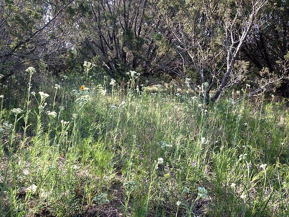 wildflowers in spring