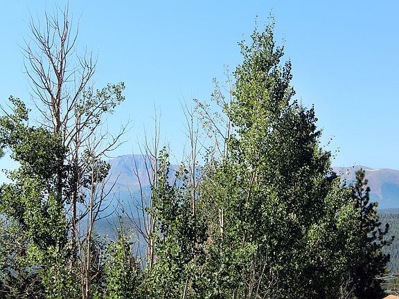 Pikes Peak View