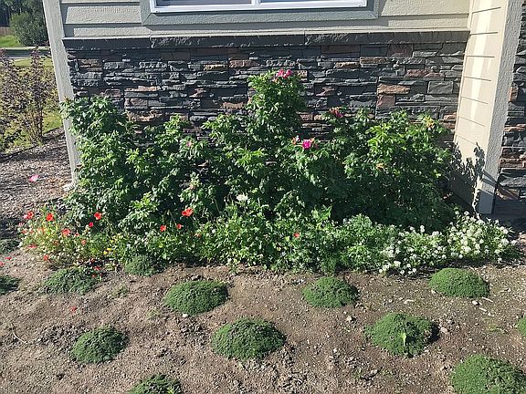 Foundation roses