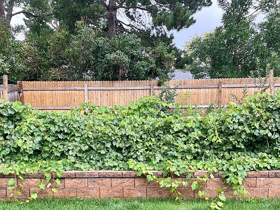 Small back yard vineyard, baco noir grapes.