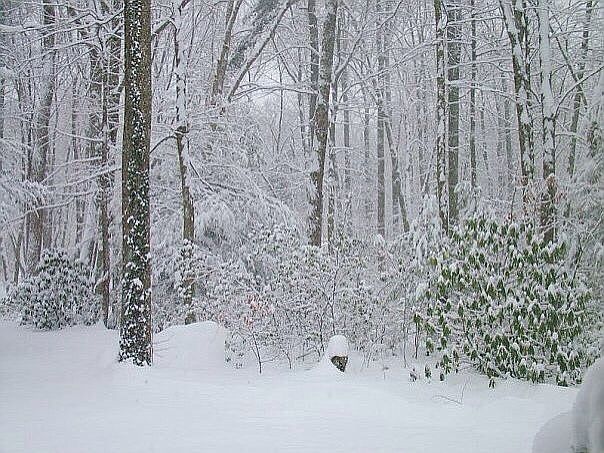 A quiet winter wonderland 