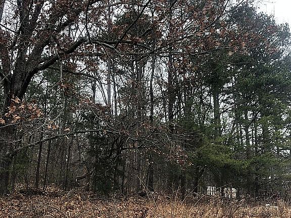 Level, forested back of lot