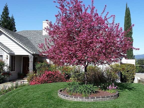 Beautiful flowering crabapple