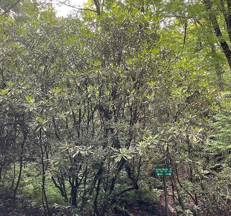 1st image of n/a Azalea Woods Drive