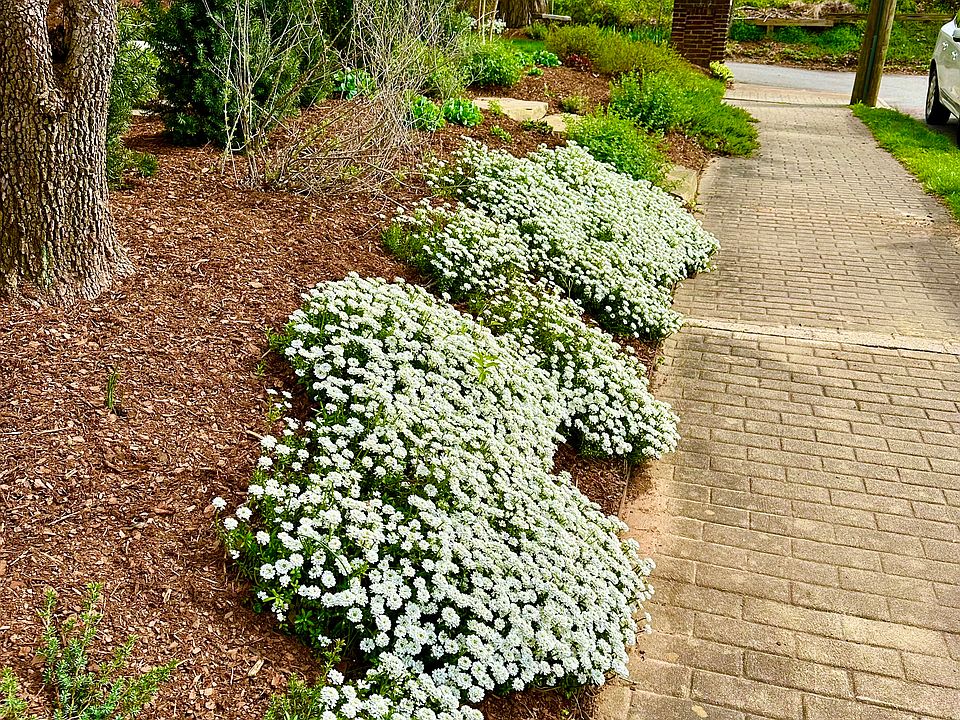 41 Furman is Lovingly Cared For by a Team of Local Residents - Planting Our ROOTS Here Since 1971.