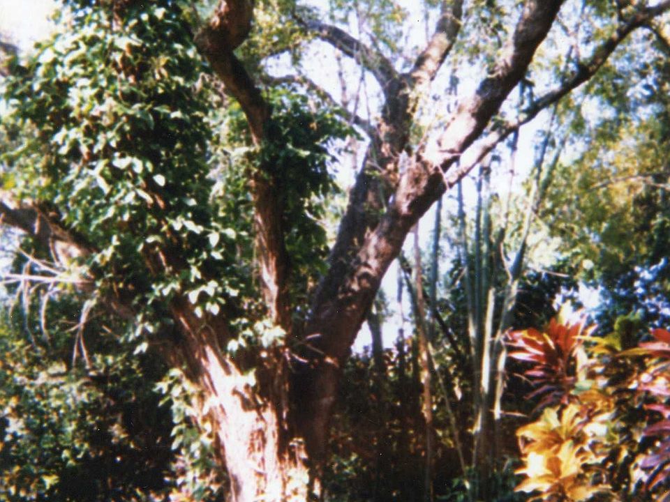 backyard nw view