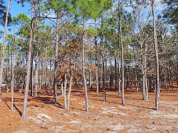 Wooded Lot View
