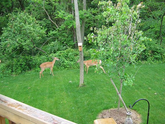 View of back yard from deck