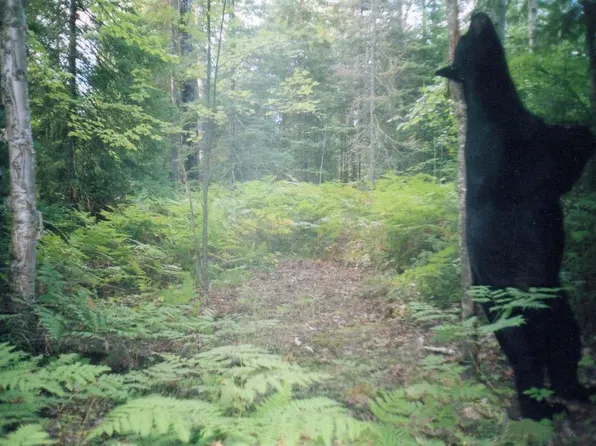 182 On Hwy, Park Falls, WI 54552