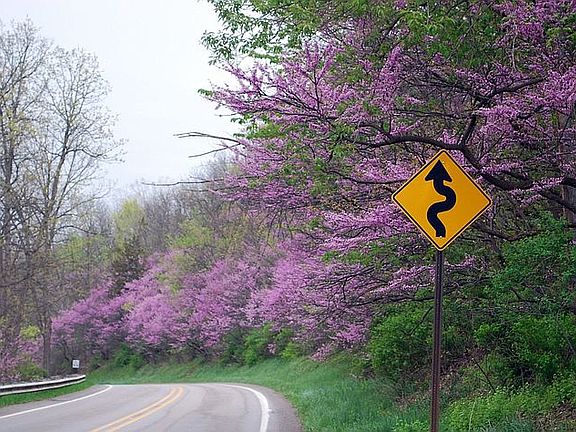 Main Street in Spring