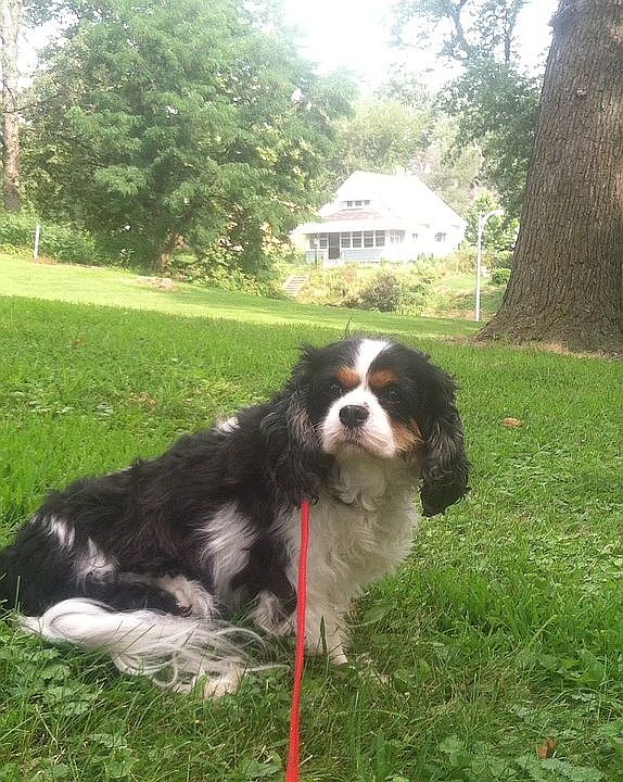 Our house from the park