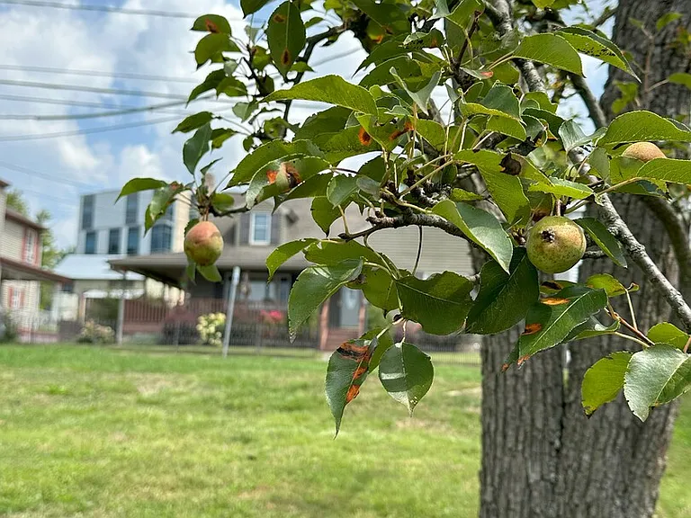 Cherry St — Photo 22