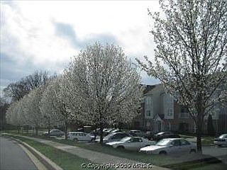 4th image of 109 Sunshine Ct Unit K