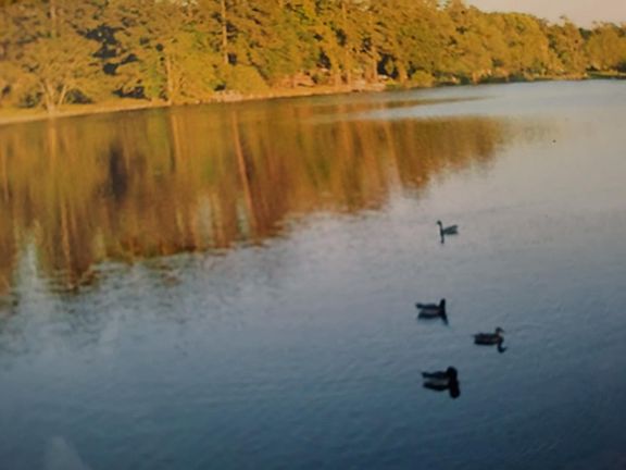 Pine Lake