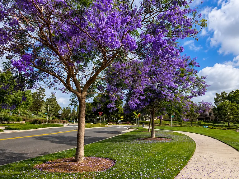 Beautiful tree-lined walking paths and lush community greenbelts.