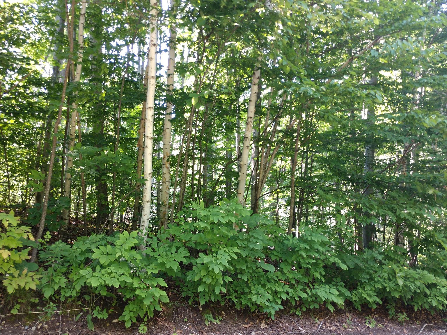 10477 W Munro Lake Dr, Levering, MI 49755 Zillow