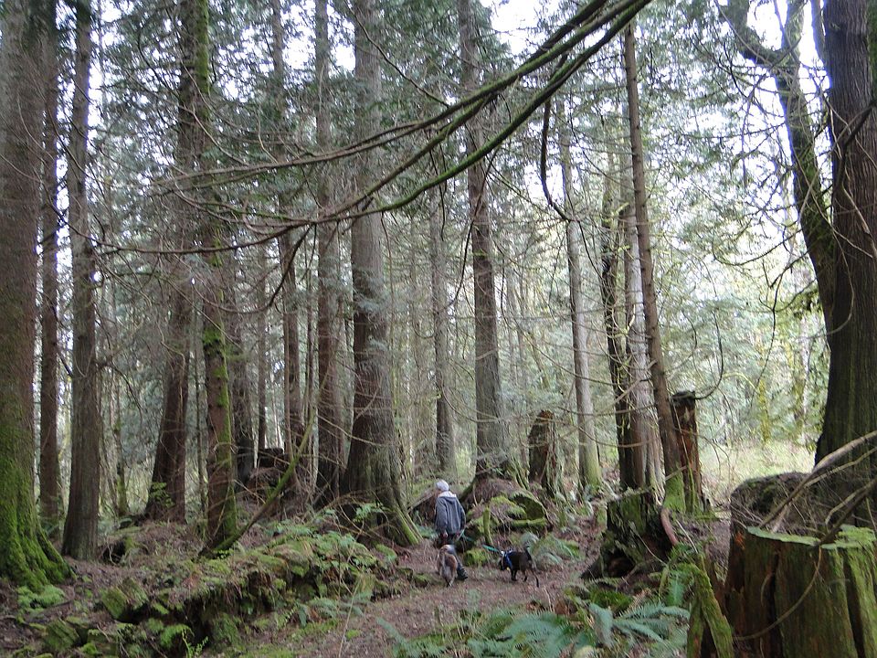 woods and trails