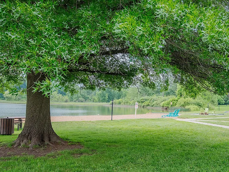 Mature Trees Throughout