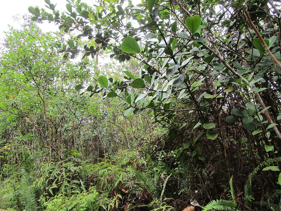 2nd image of Road 11 Pulelehua Lot 6040