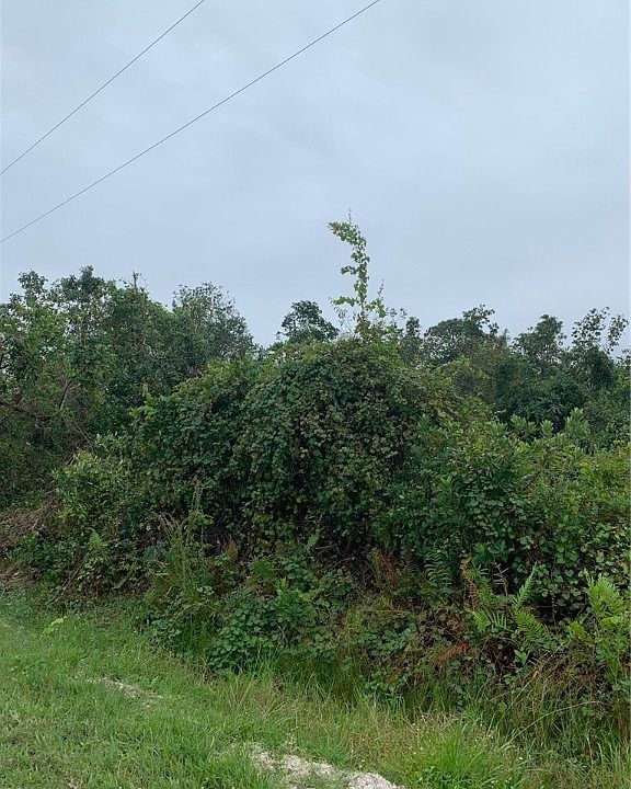 2nd image of 1508 Blackwillow St