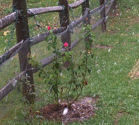 back fence