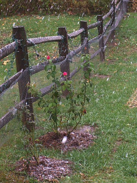 back fence