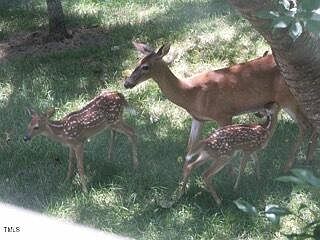 1st image of 0 Whitetail Ln #12