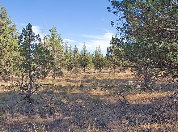 2nd image of 253 Sage Hen Ln