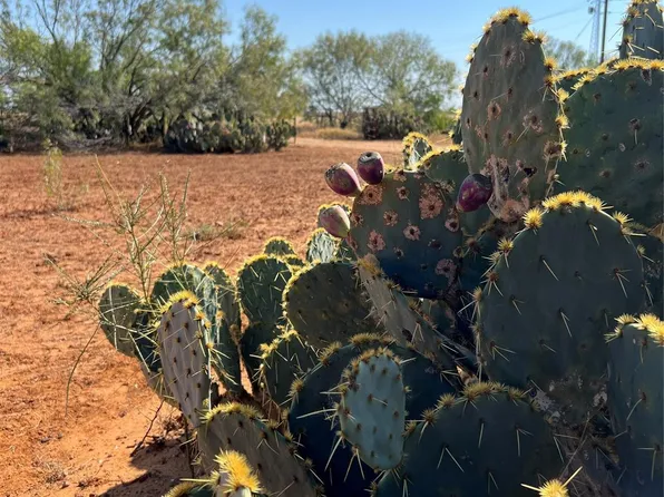 50 County Road 321 Tract 15-J243, Jourdanton, TX 78026