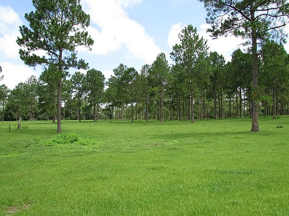 Pine Forests