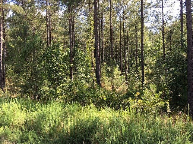 1st image of 1039 Maiden Cane Way