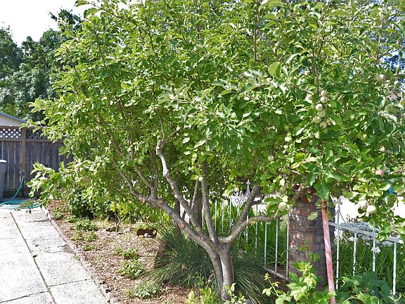 Fruit trees and Berry bushes
