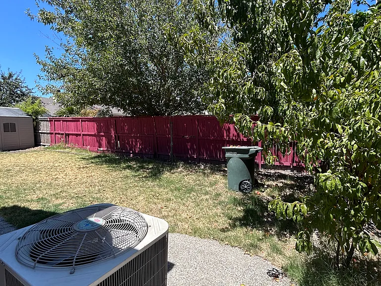 Peach Tree