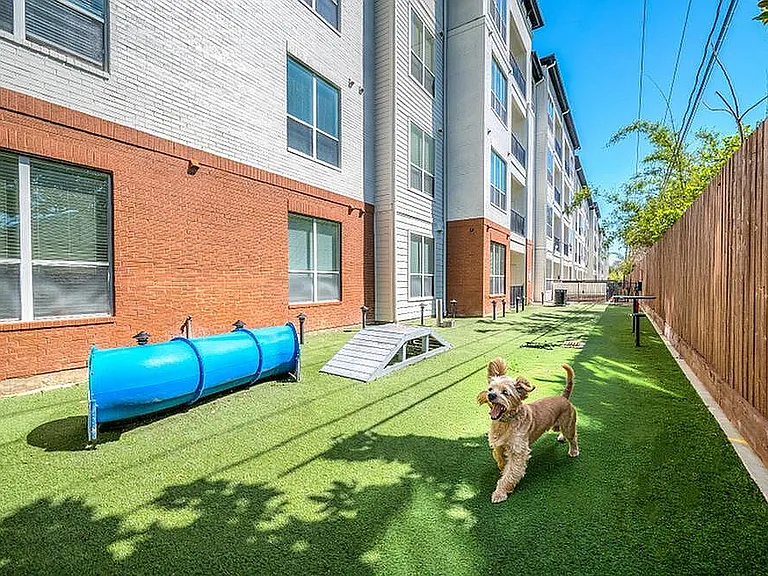 Dog Park