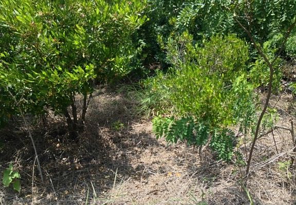 4th image of Princess Kaiulani Blvd Lot 30