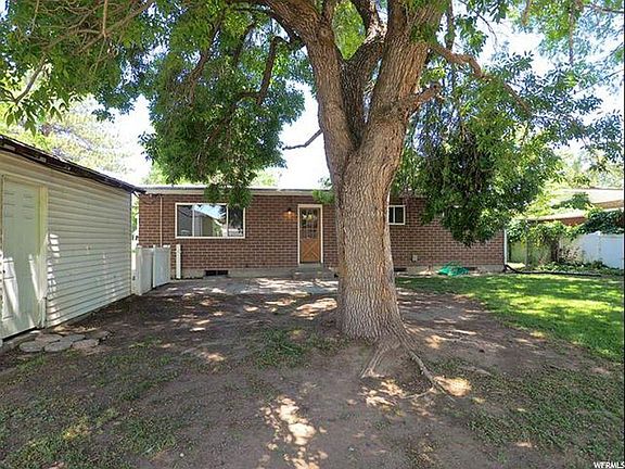 Large Mature Tree in backyard