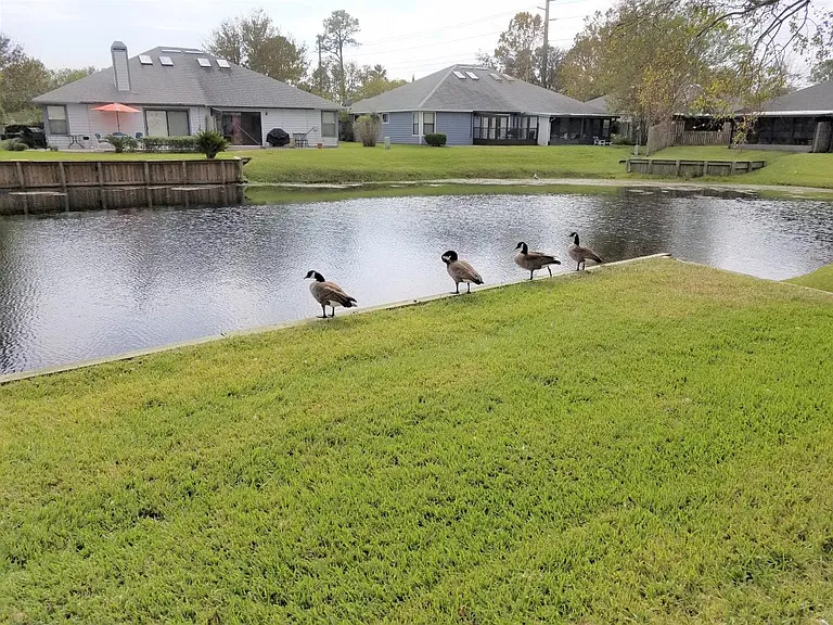 Wild life in the back yard